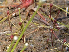 Utricularia simmonsii