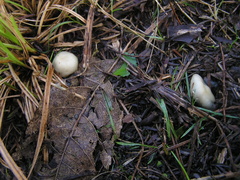 Psilocybe weraroa