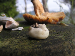 Psilocybe weraroa