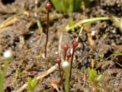 Utricularia simmonsii