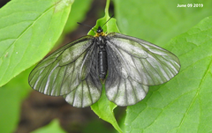 Parnassius stubbendorfii