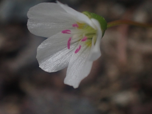 Image of Claytonia multiscapa by no rights reserved