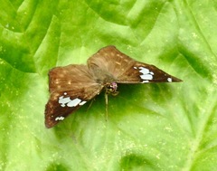 Celaenorrhinus eligius