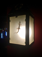 Hemidactylus mabouia