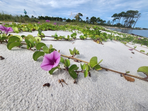 Ipomoea pes-caprae