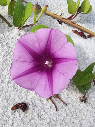 Ipomoea pes-caprae