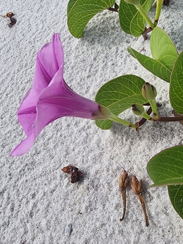 Ipomoea pes-caprae