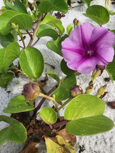 Ipomoea pes-caprae
