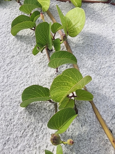 Ipomoea pes-caprae