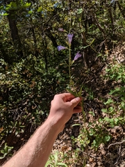 Penstemon laetus laetus