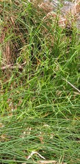 Cyperus vaginatus