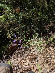 Penstemon laetus laetus