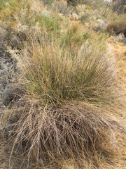 Juncus cooperi