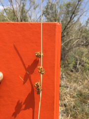 Juncus cooperi