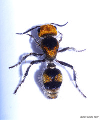 Dasymutilla ocyrae
