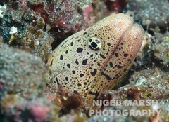 Banded Mud Moray photo 2