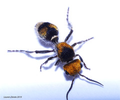 Dasymutilla ocyrae