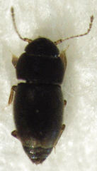 Ptiliodes austerus