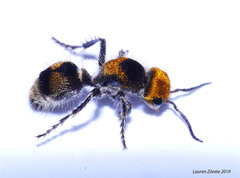Dasymutilla ocyrae