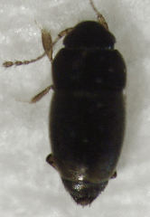 Ptiliodes austerus