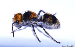 Dasymutilla ocyrae