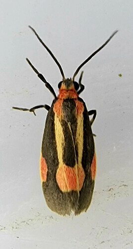Packard's Lichen Moth photo 4