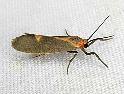 Lead-colored Lichen Moth photo 3