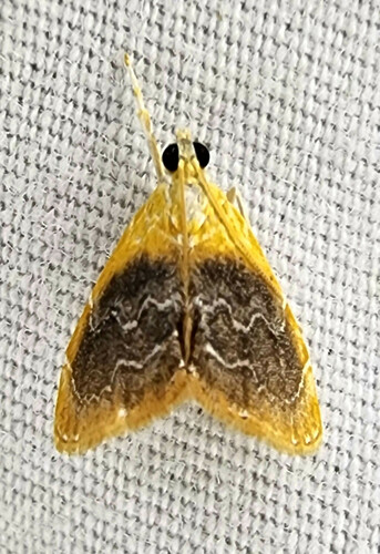 Black-patched Glaphyria Moth photo 2