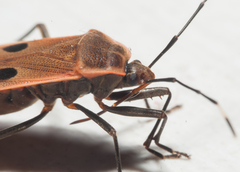 Physopelta quadriguttata