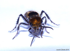 Dasymutilla ocyrae