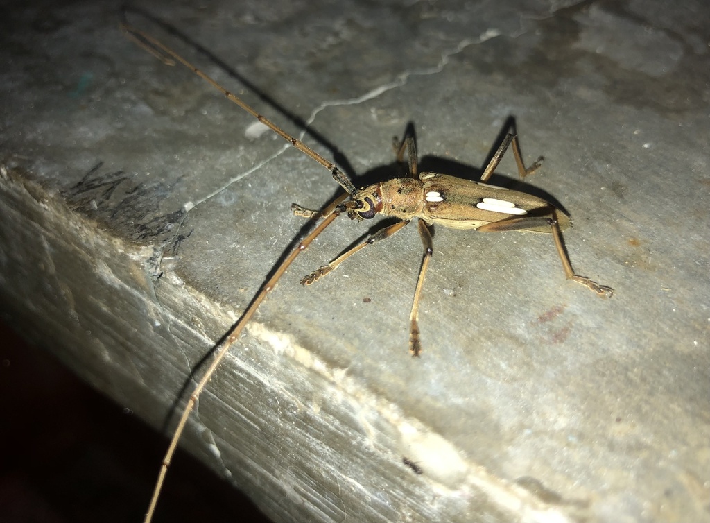 Coeleburia baroni
