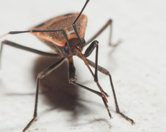 Physopelta quadriguttata