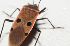 Physopelta quadriguttata