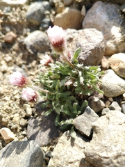 Erigeron denalii