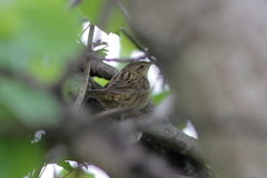 Locustella lanceolata