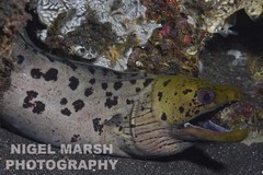 Darkspotted Moray photo 2
