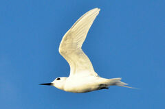 White Tern photo 2