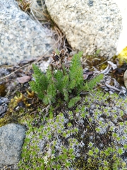 Pedicularis capitata