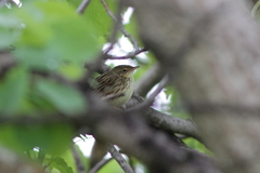 Locustella lanceolata