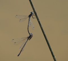 Lestes stultus