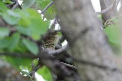 Locustella lanceolata