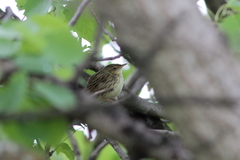 Locustella lanceolata