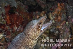 Gymnothorax zonipectis