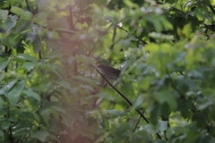 Locustella lanceolata