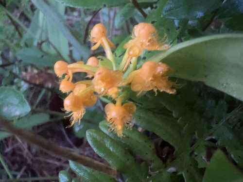 Image of Platanthera cristata by (c) Jared Shorma, some rights reserved (CC BY)