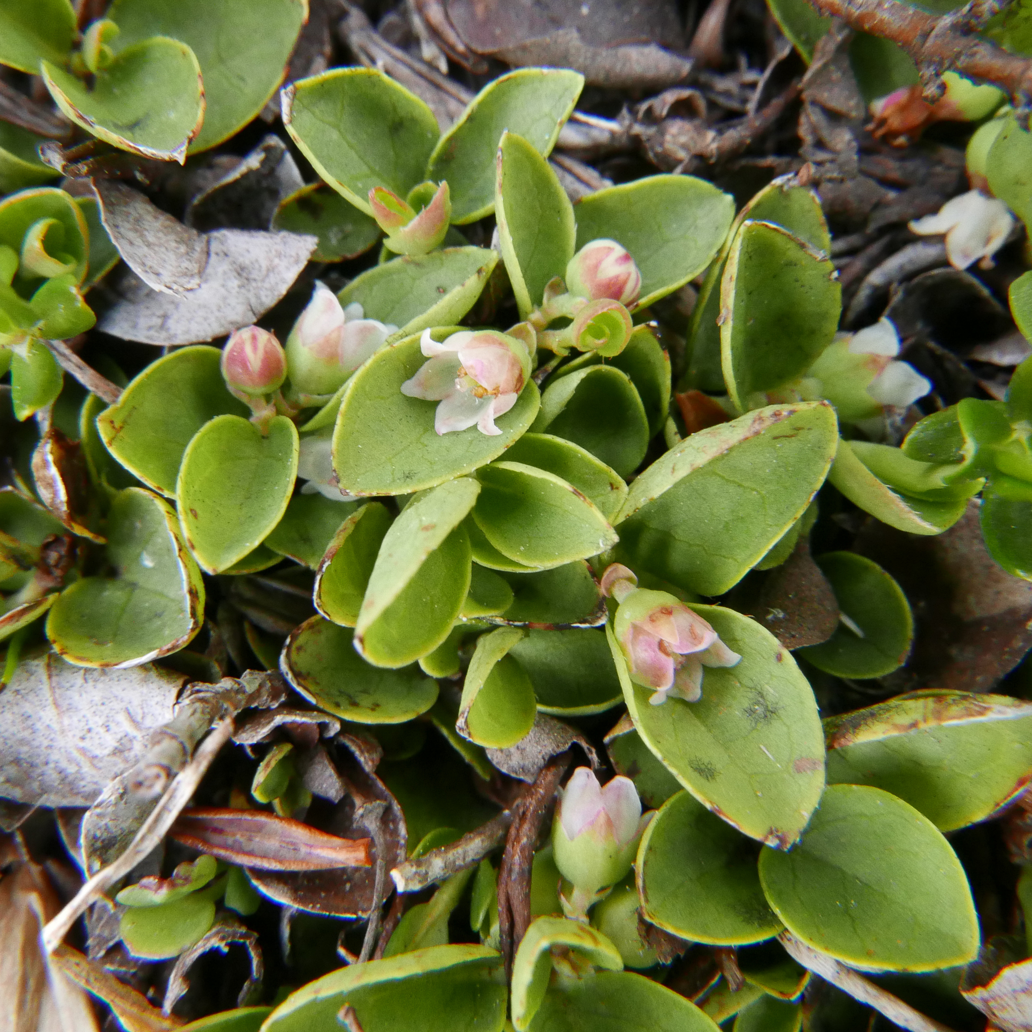 Imagem de Gaultheria humifusa não possui um nome popular amplamente reconhecido no Brasil