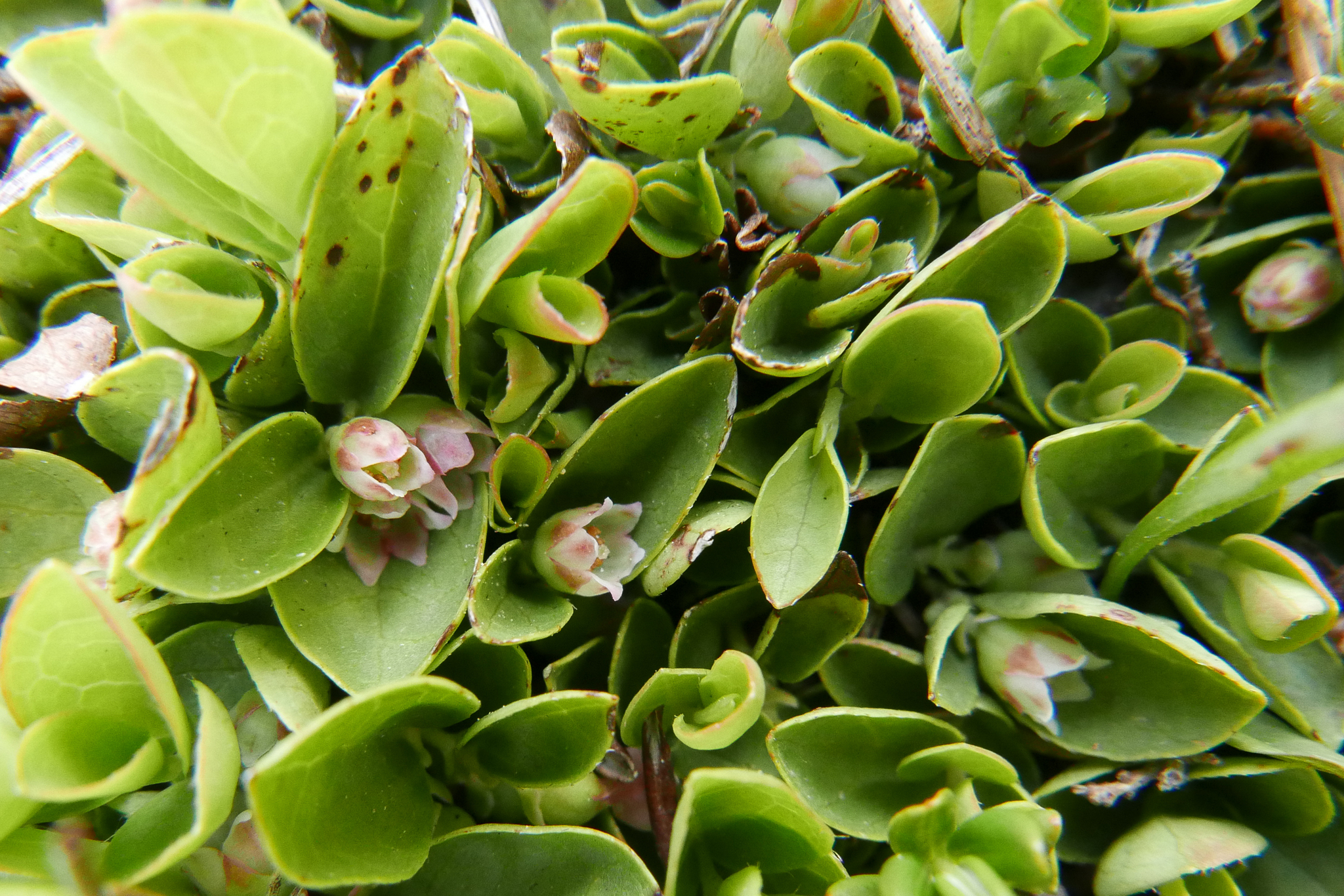 Imagem de Gaultheria humifusa não possui um nome popular amplamente reconhecido no Brasil