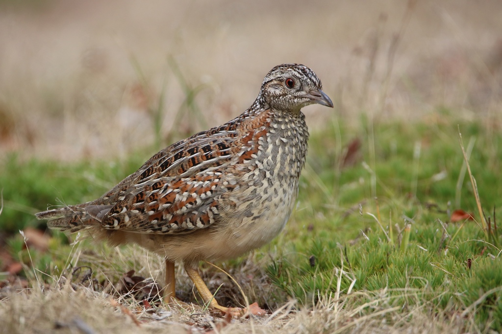 Painted Buttonquail photo