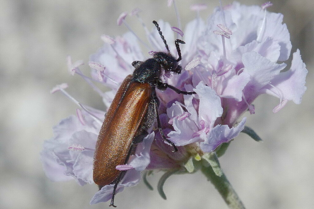 Lydus europaeus