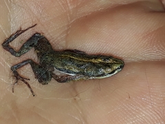 Cacosternum boettgeri